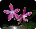 Phal. corningiana x speciosa C1